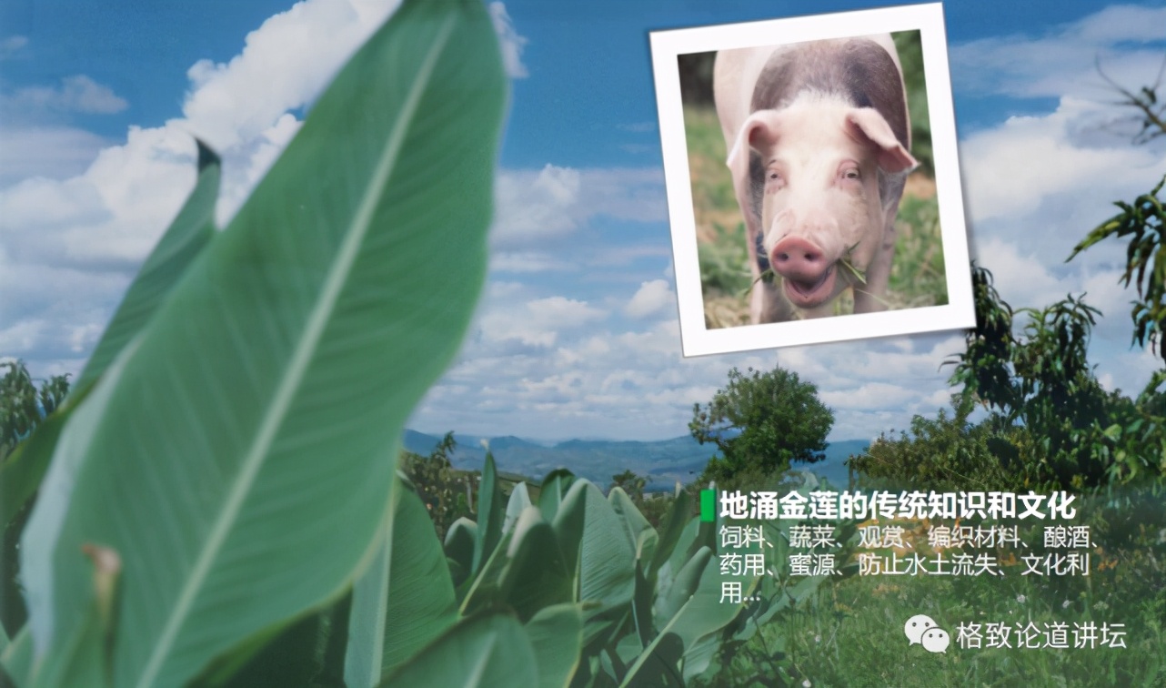 为什么长毛的火腿还能吃,长毛的火腿肠吃了会怎样