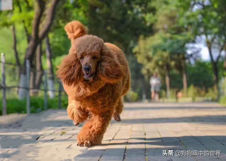 巨型贵宾犬到底有多聪明,巨型贵宾犬聪明吗