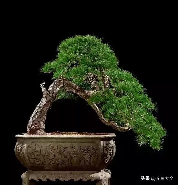 世界名贵花图片大全集,世界上最漂亮名贵的花卉