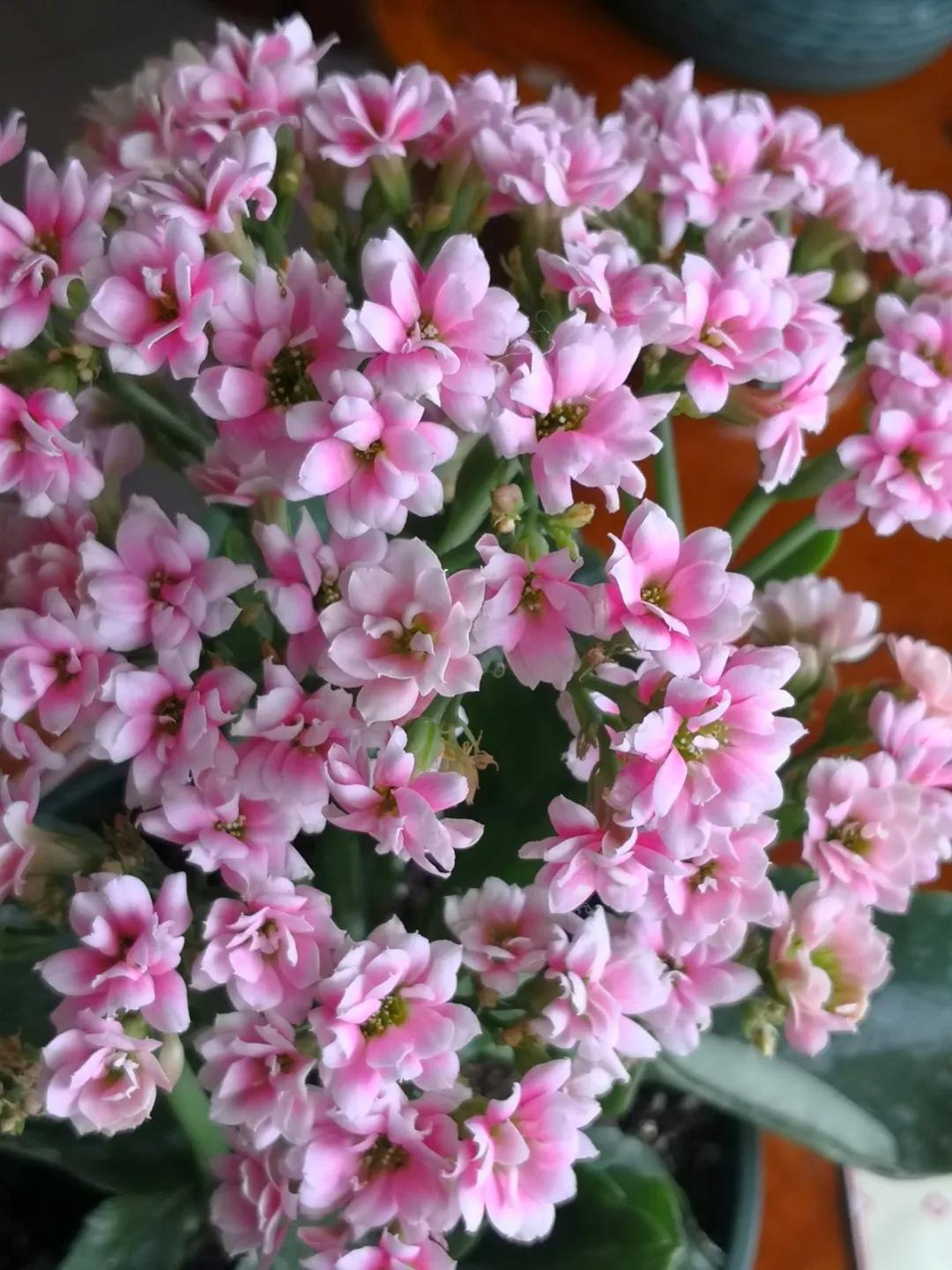 长寿花，寓意好、开花漂亮，花期长，品种多达300个