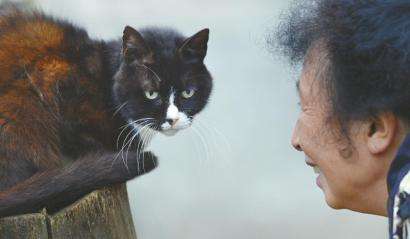 流浪猫怎么养才能不得传染病,流浪猫怎样养不会给自己传染病