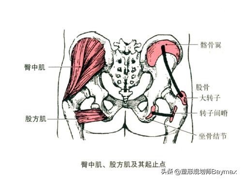 老外练臀臀部两侧凹陷怎么练圆润,想要臀部翘练哪几块肌肉
