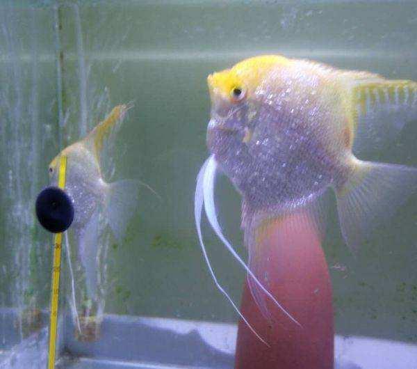 买回的观赏鱼有应激反应怎么办,新买的观赏鱼怎么预防生病