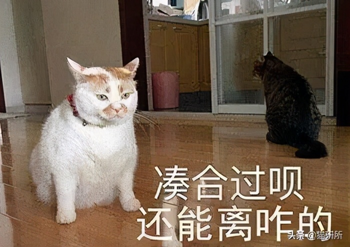 母猫猫咪不孕不育的症状,母猫不孕不育是因为什么呢