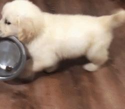 新手养金毛必备知识,养金毛新手入门必知