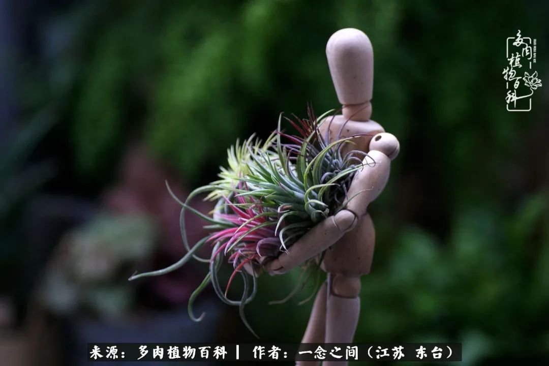 遇见花开蓝莓糖,遇见花开蔬菜沙拉酱