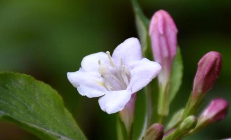 情商越高，直话越少：真正情商高的人，常用三种语言技巧，很委婉