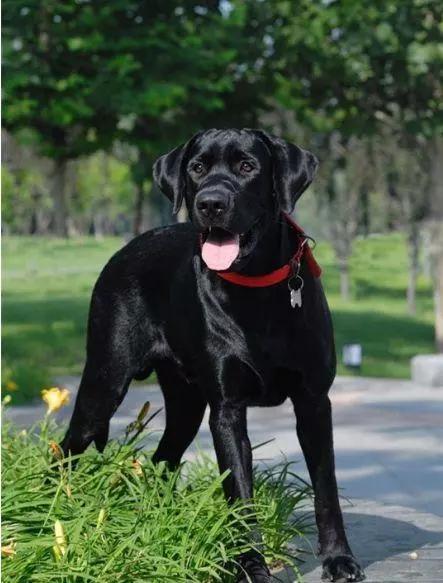 为什么黑色拉布拉多贵,拉布拉多养黑色还是白色