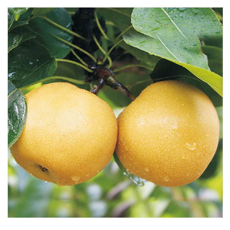 他辞去500强企业的工作,毅然决然开荒种梨,最后怎么样了