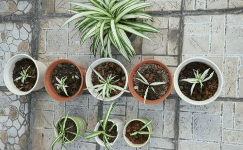 养一盆吊兰怎么才养好视频,钻石翡翠吊兰养成绿瀑布的方法