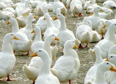 鸭禽流感的症状和表现是什么,禽流感鸡流感症状和治疗方法