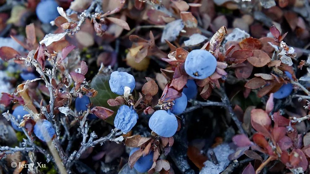 格陵兰的东海岸居然那么绚丽多彩,难怪特朗普想要买下来