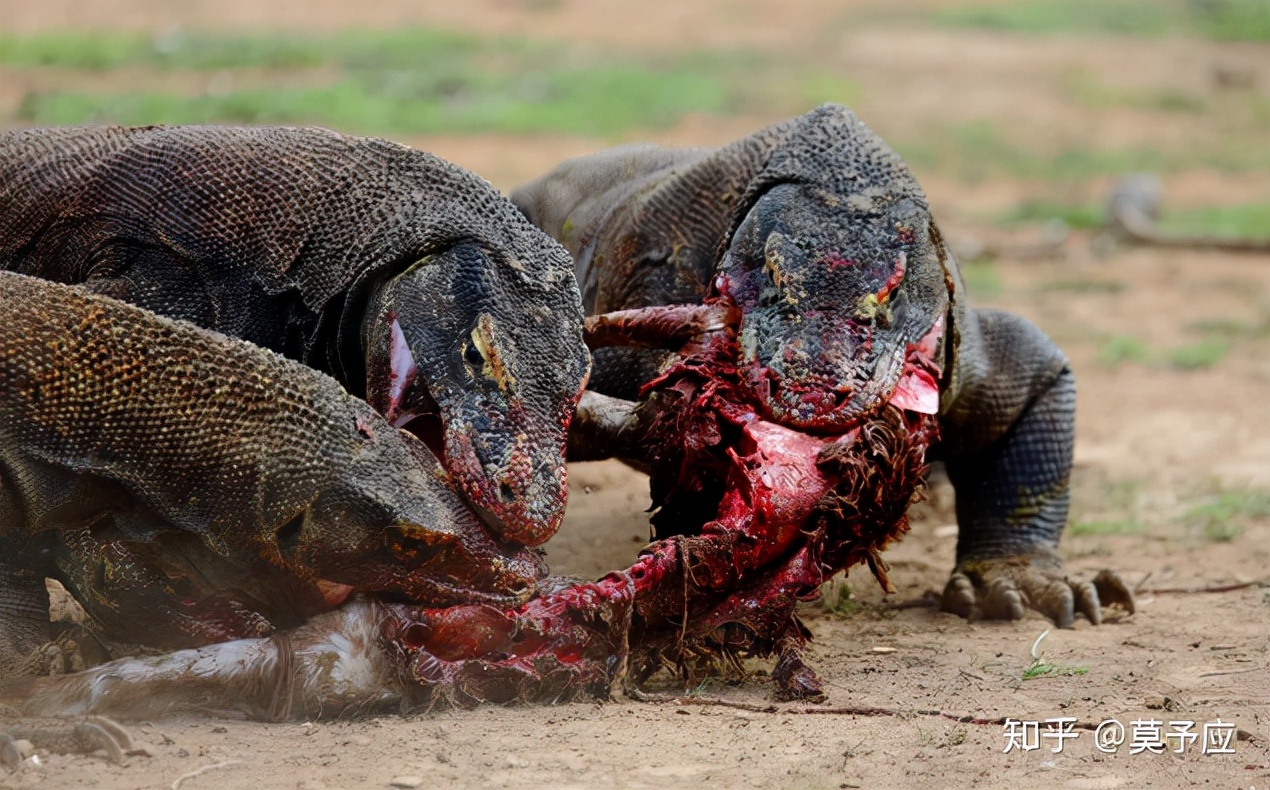 科莫多巨蜥嘴里最毒的细菌是哪种,世界上最大的蜥蜴是科莫多巨蜥吗