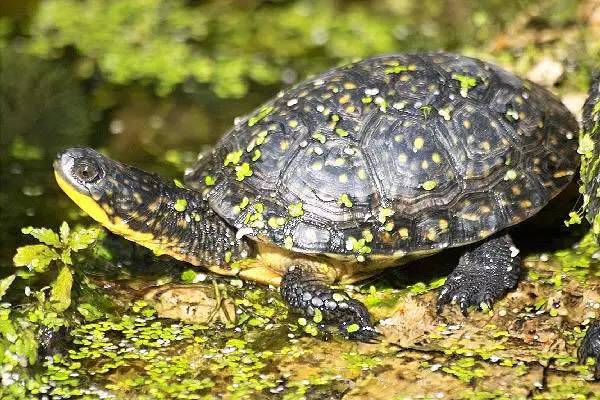 星点龟是热带龟还是冷水龟,星点龟的自然生存环境