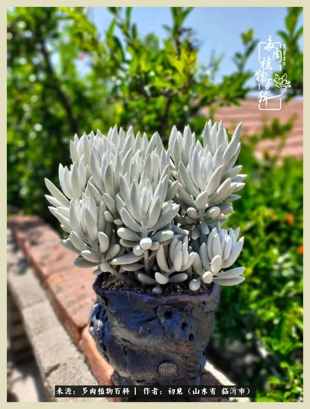 和多肉植物相伴,和多肉相处的心情