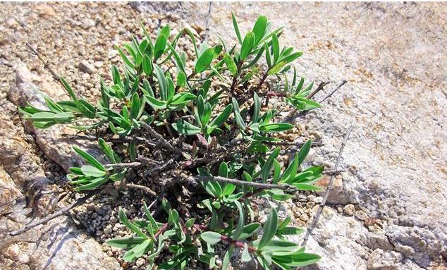 乳山采摘野菜山蚂蚱,泌阳有山蚂蚱这种野菜吗