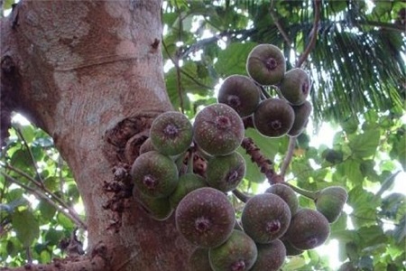 山竹的一些简单介绍和注意事项,怎样的山竹才是能吃得好山竹