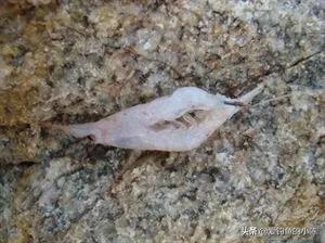 全浮游矶钓与半浮游矶钓快速转换,浮游矶钓和半浮游矶钓