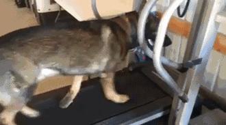 型男健身服,健身新手入门必备装备男