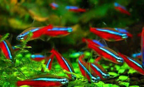 在露台做流水造景养鱼影响风水吗,造景与园艺的区别