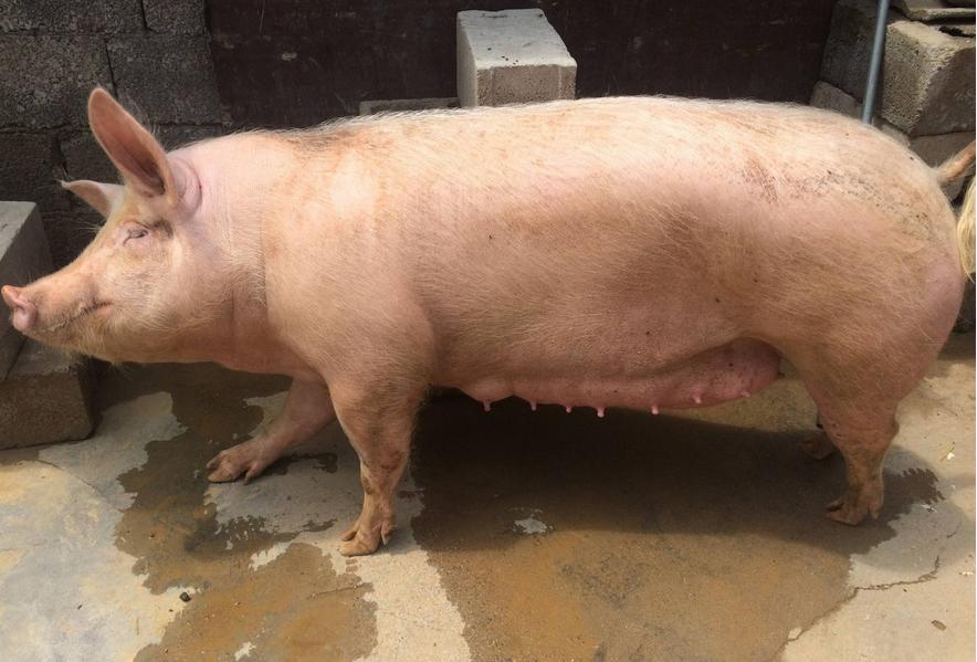 小母猪喂养的方法和知识,怀孕母猪各个阶段正确饲养方法