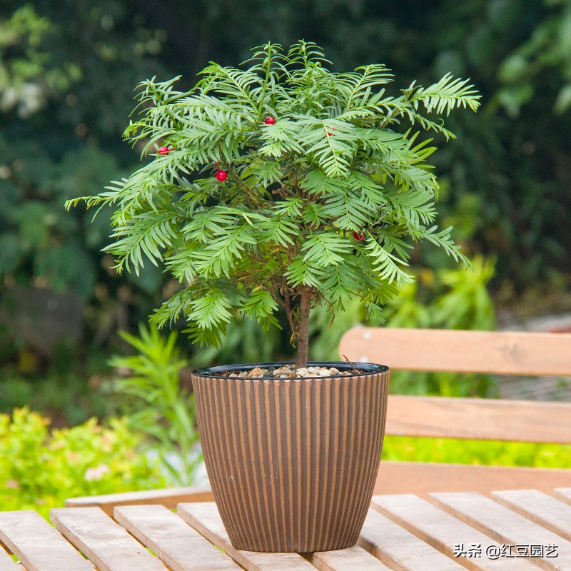 红豆杉到底有多神奇,红豆杉树是珍贵药材吗