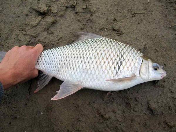 钓土鲮的正确方法与技巧,土鲮垂钓技巧及调漂