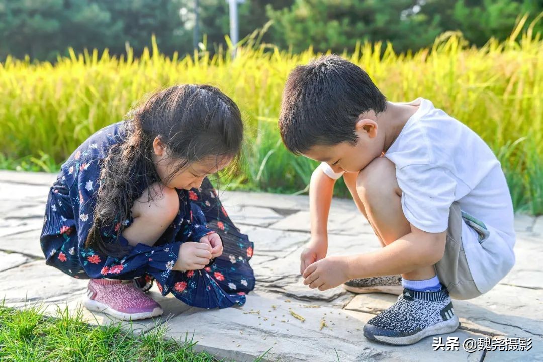 北京北坞公园里的京西稻又熟了,曾经只有皇上才能吃上这儿的大米