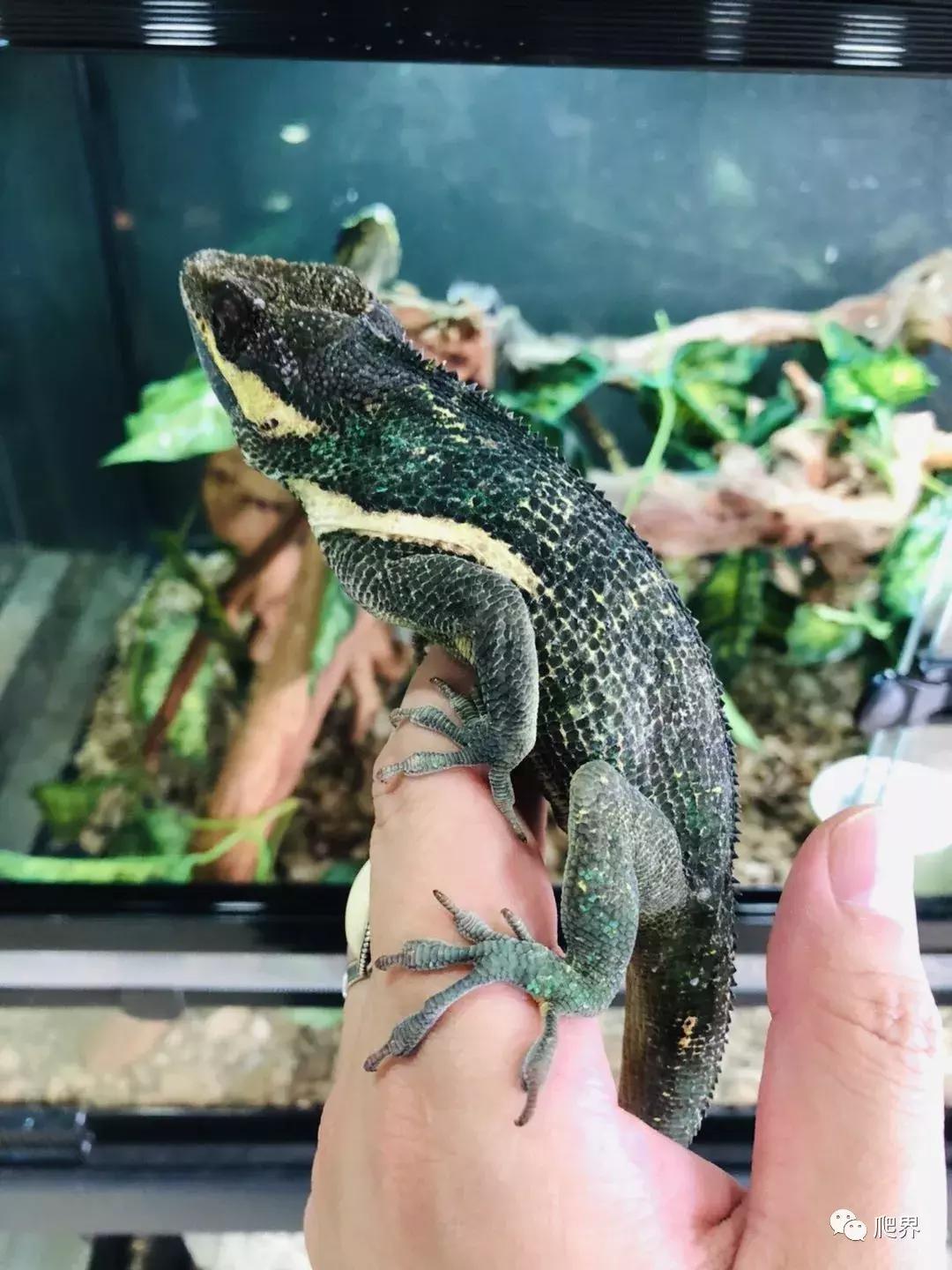 伦敦的爬宠店,隐藏在小区深处的店铺