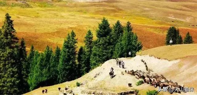 伊犁可克达拉草原,伊犁草原之旅