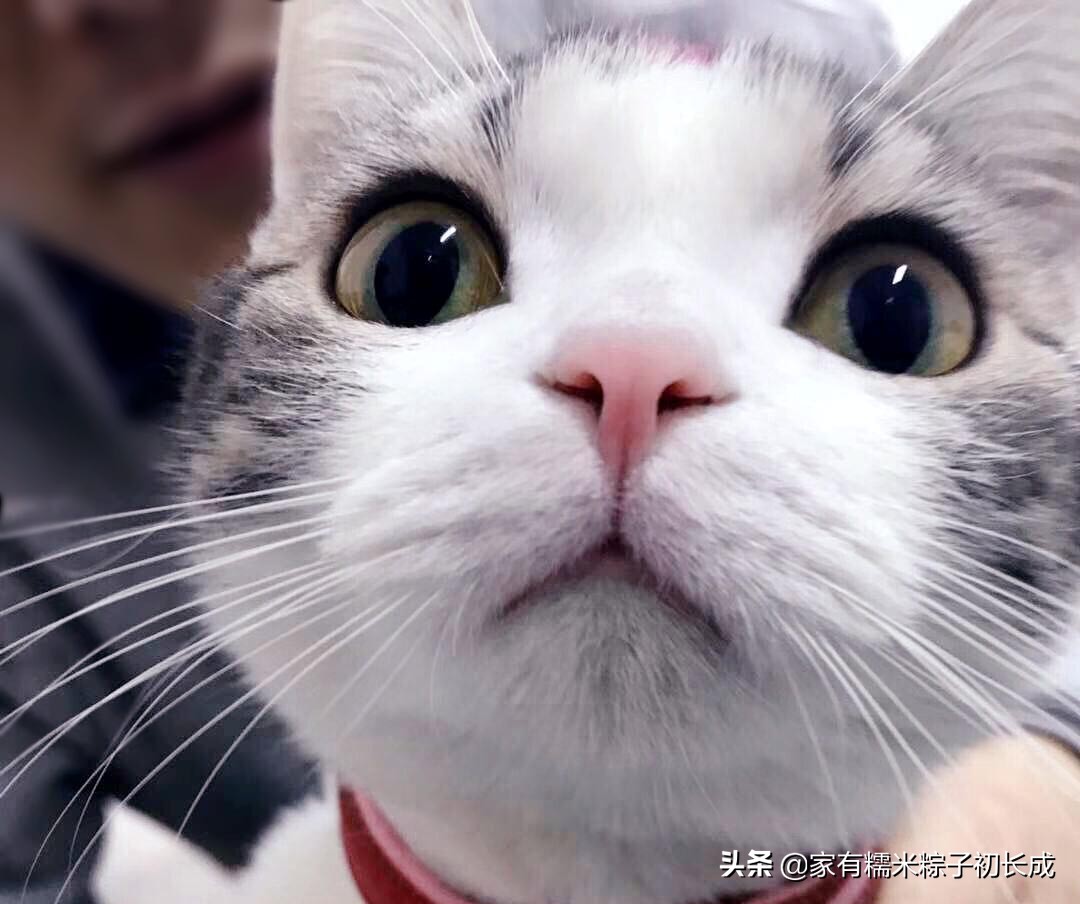 猫咪备孕记录,猫咪糯米的一生