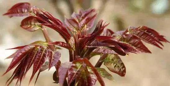 武穴又到挖野菜的时候了，江边好多人都在挖野菜，你吃了吗？