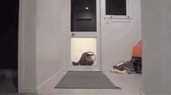 昨晚，我家猫叼来了一件蕾丝内衣…