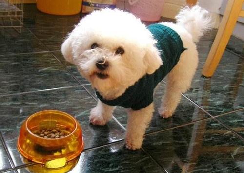 比熊犬吃什么狗粮好便宜点,比熊犬应该吃什么狗粮最好呢