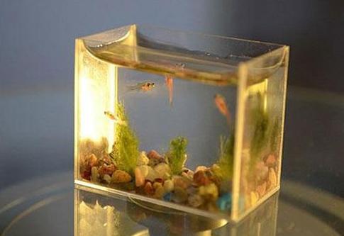 孩子玩鱼缸如何教育,青春期孩子很任性怎么办