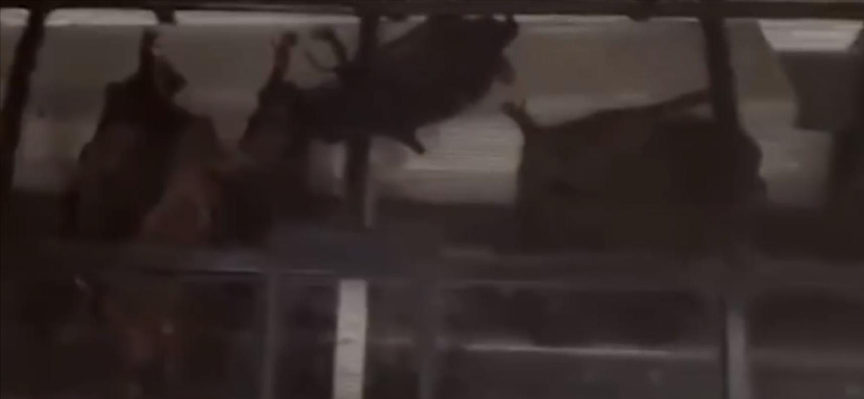 上海多名居民家中发现蝙蝠,家里进的蝙蝠会咬人吗