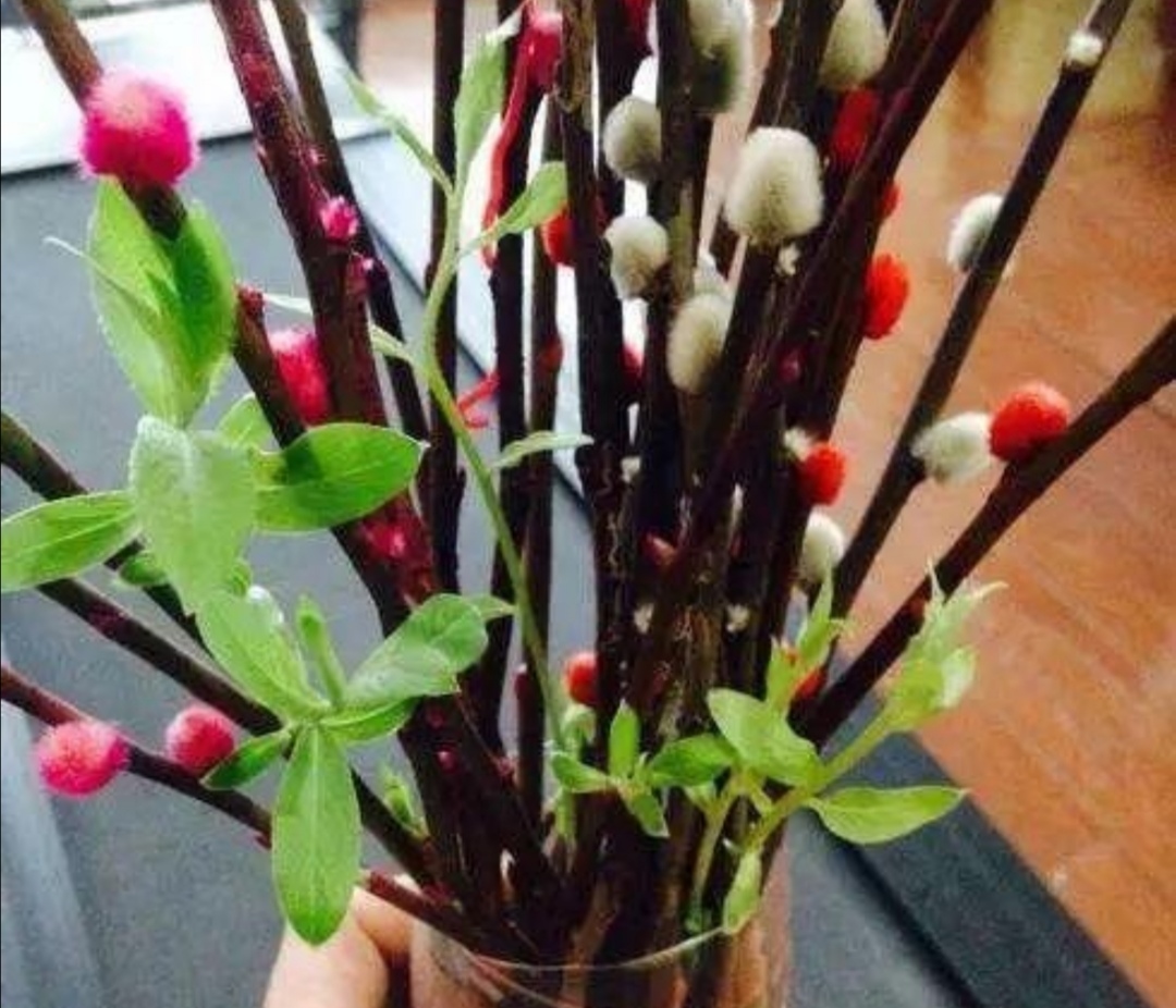 招财银柳冬天能养活吗,银柳可以放在户外盆栽不会死吧