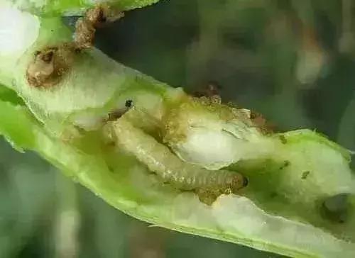 蔬菜苗期地下害虫防治,蔬菜害虫最佳防治方法