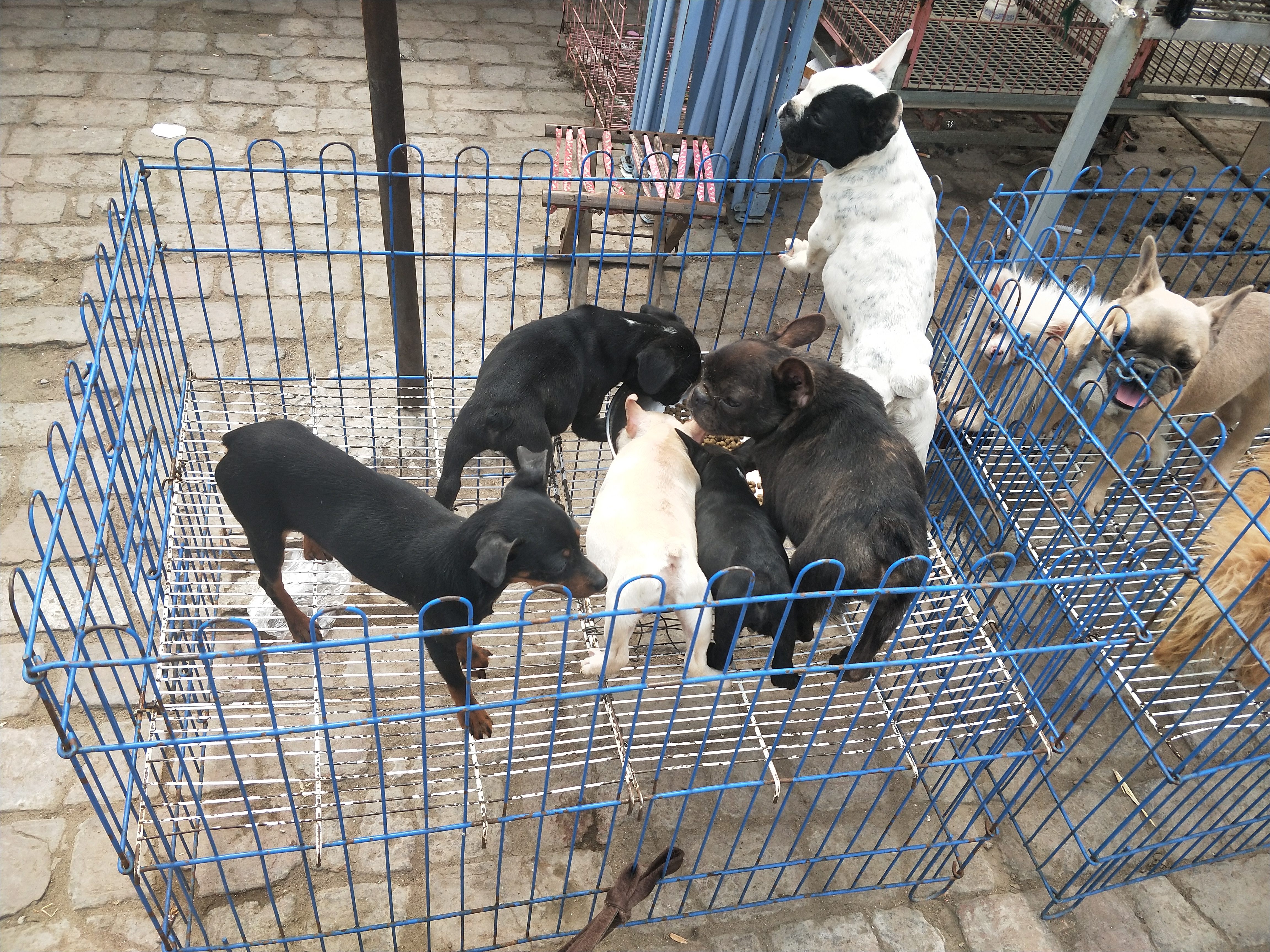 开封四大狗市排名,四种公认最好的狗市