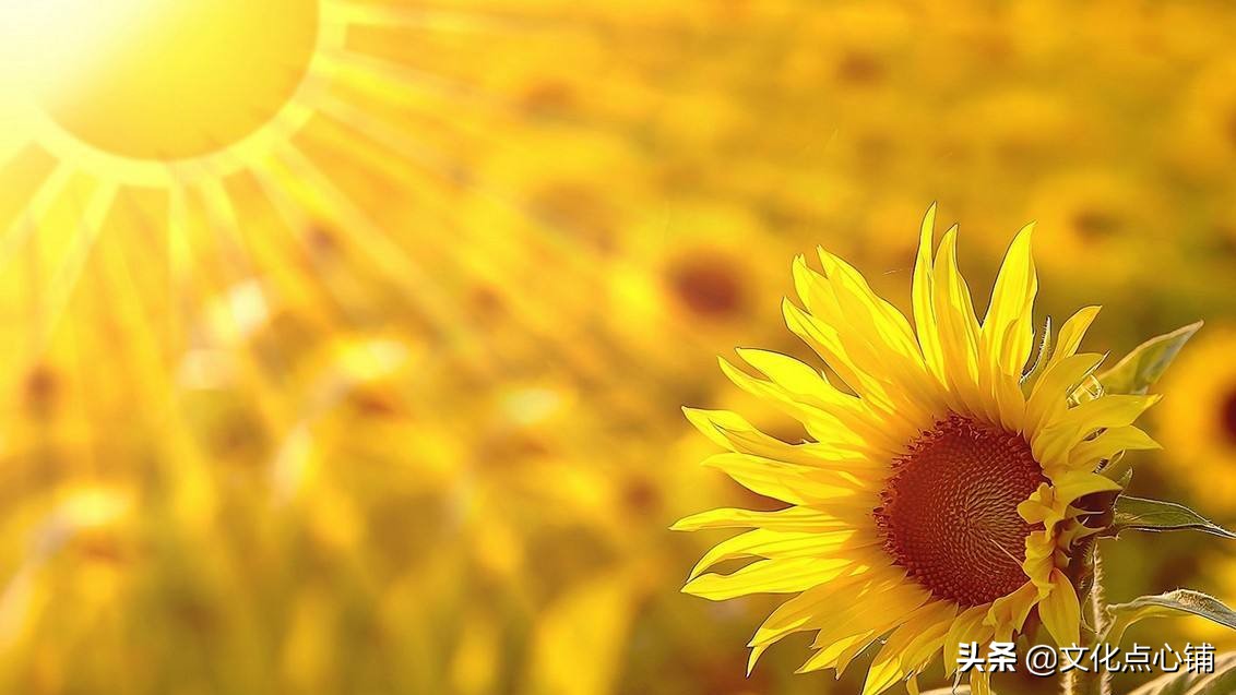 苏轼的一首唯美相思词,苏轼经典名句和诗句所表达的情感