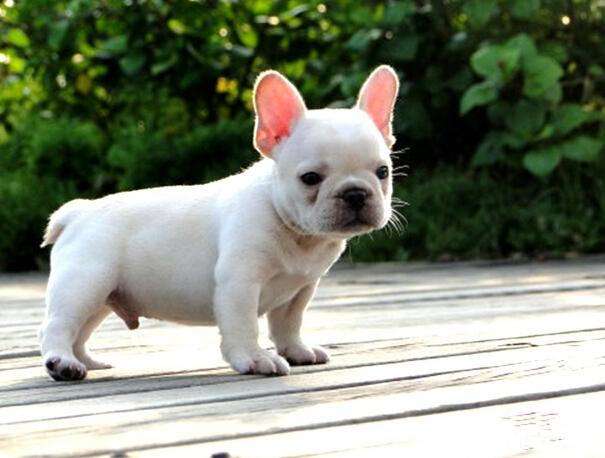 在饲养法牛时，有5*禁大**忌别犯，对它没好处