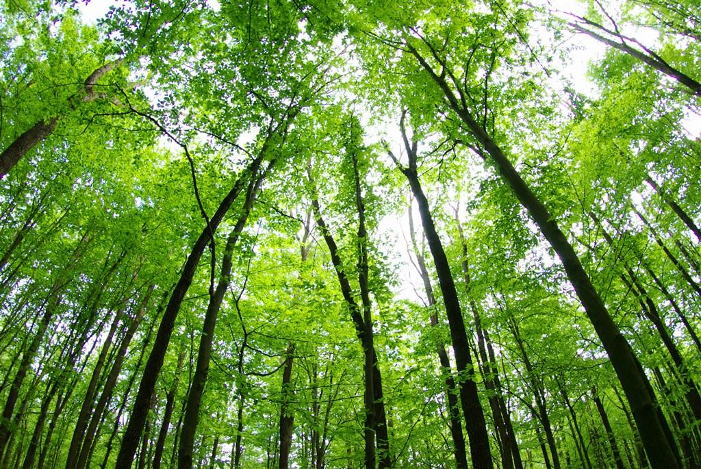 苏轼描写景色的整首诗,苏轼关于人生经历的诗