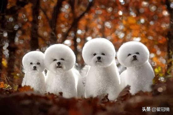 铲屎官必读：狗狗害怕剪趾甲，怎么办？