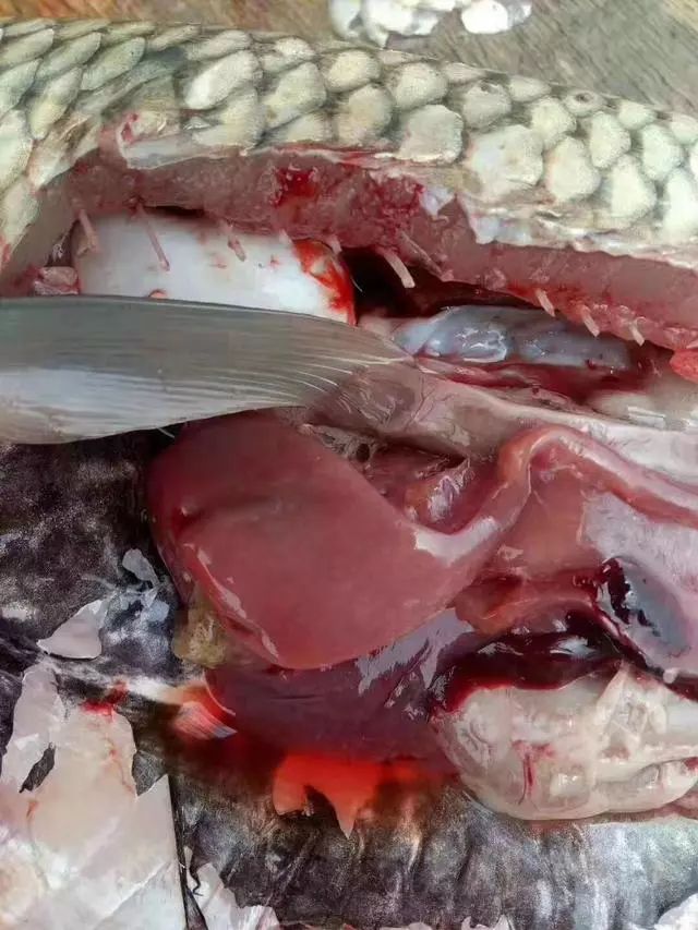 养殖草鱼起浮正常吗,养殖草鱼怎么样护肝