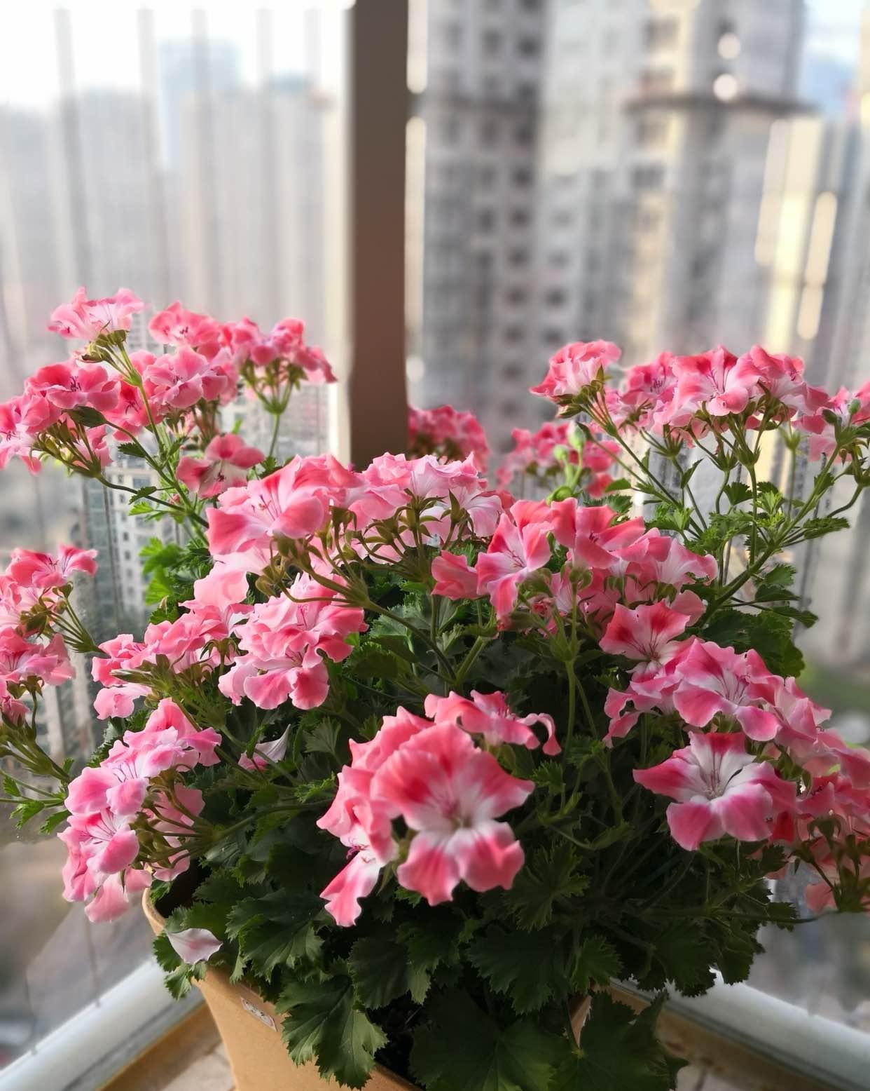 十月适合养什么花,十月现在季节养什么花不怕冷