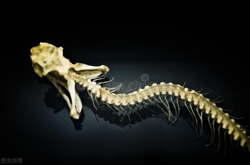 家蛇为何不咬人,为什么蟒蛇不咬人