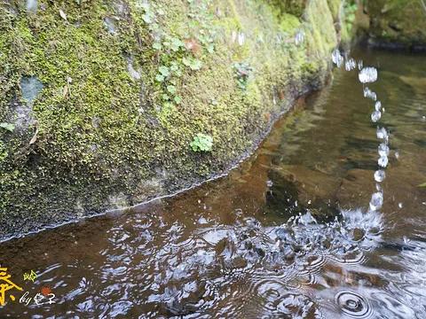 陈琼花抖音,秦岭九龙潭农家院