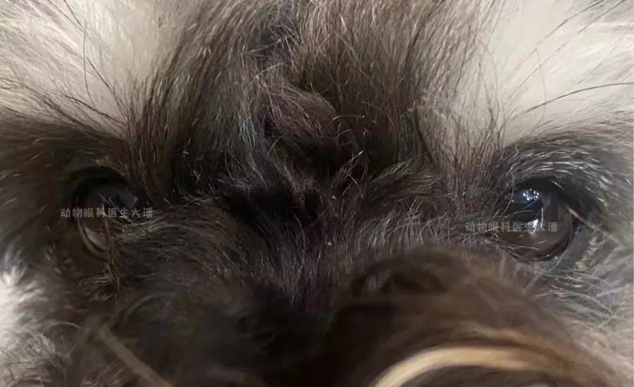 狗狗睑板腺炎最佳治疗方法,狗狗睑板腺炎反复肿怎么办