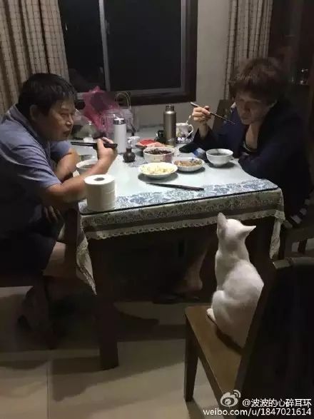 冲动下养猫，你和你的猫现在是怎样的生活？