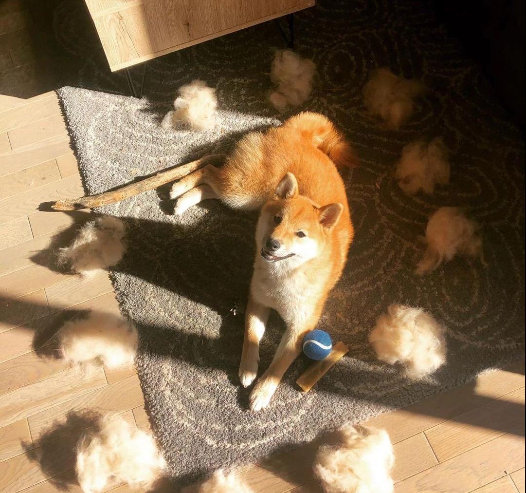 容易训练不容易掉毛易养的小型狗,最好养的狗又干净又不掉毛不咬人